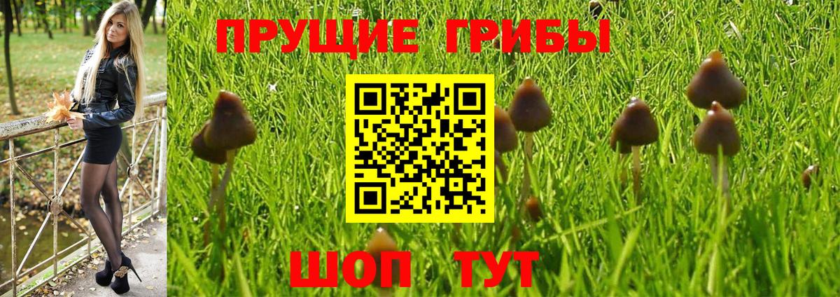 закладка  Заинск  Псилоцибиновые грибы MAGIC MUSHROOMS 
